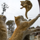A cat jumps for food offered by a tourist (R) as other cats beg for food on Aoshima Island in Ehime prefecture in southern Japan February 25, 2015. An army of cats rules the remote island in southern Japan, curling up in abandoned houses or strutting about in a fishing village that is overrun with felines outnumbering humans six to one. Picture taken February 25, 2015. To match story JAPAN-CATS/ REUTERS/Thomas Peter